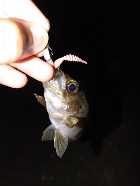 ワームで初めてのアナゴ