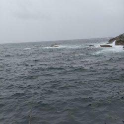 #アオリイカ2杯