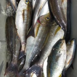 イサキの数釣り