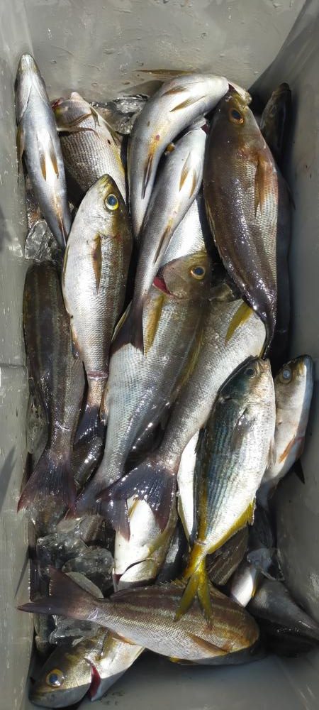 イサキの数釣り