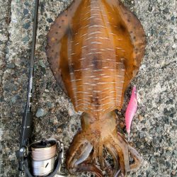 #アオリイカKgアップ3杯