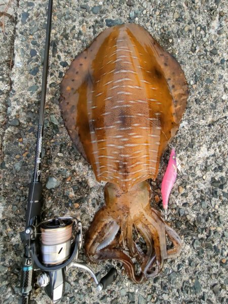 #アオリイカKgアップ3杯