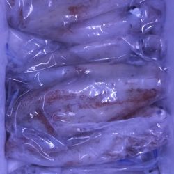 シロイカ上向き