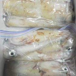 シロイカ好調続く