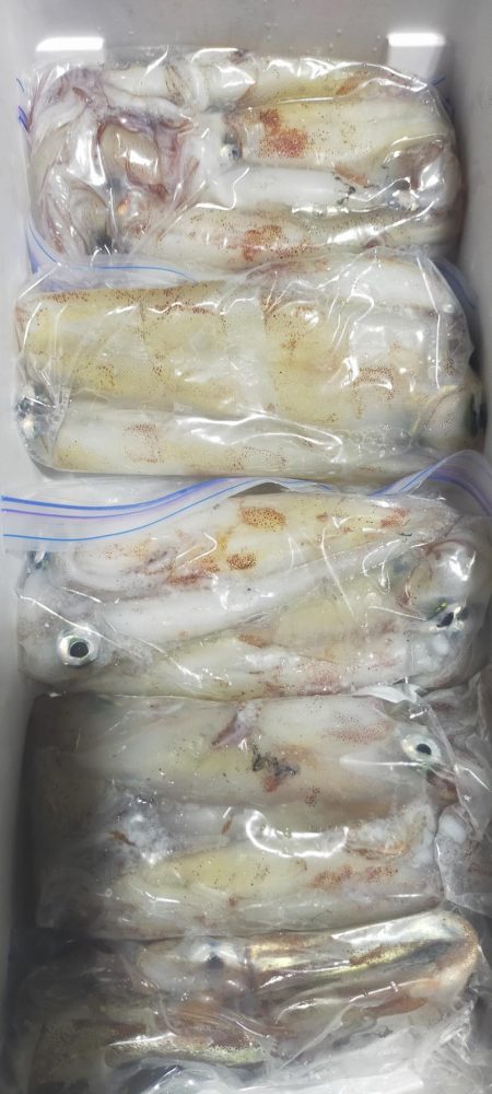 シロイカ好調続く