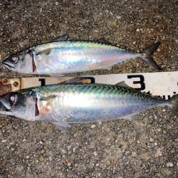 大サバのウキ釣り