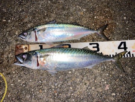 大サバのウキ釣り