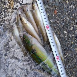 室津のキス釣り