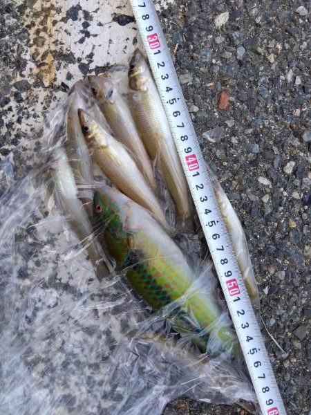 室津のキス釣り