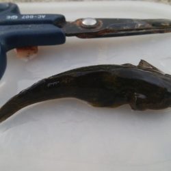 ハゼ釣り楽しいデス(^^)