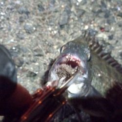 2022/05/31 南港ライトゲーム釣行