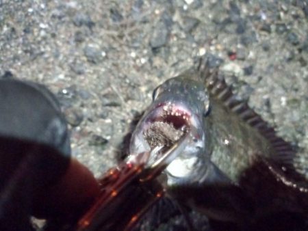 2022/05/31 南港ライトゲーム釣行