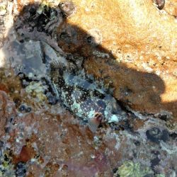 フカセ‥最高ですネ・・