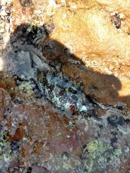 フカセ‥最高ですネ・・