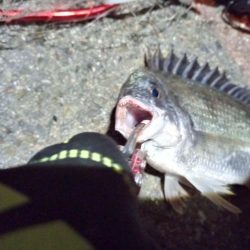 2022/06/02 南港ヘチ釣り釣行