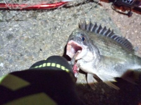 2022/06/02 南港ヘチ釣り釣行