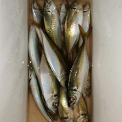 アジ釣り