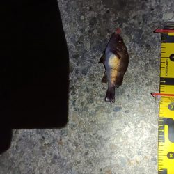 粘った!　釣った!!　小型だった!!!ーT＿T