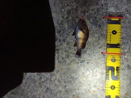 粘った!　釣った!!　小型だった!!!ーT＿T