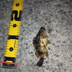 メバルも雨もぽつぽつと…