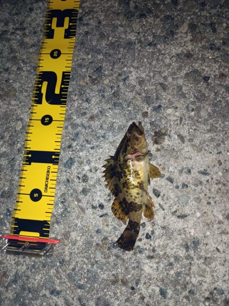 メバルも雨もぽつぽつと…