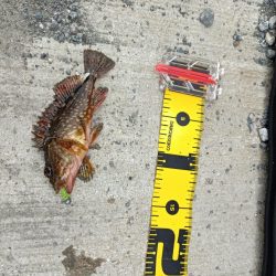 初のデイメバリング カサゴ多め