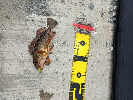 初のデイメバリング カサゴ多め