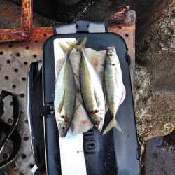 フカセ‥最高ですネ・・