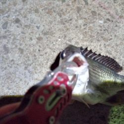 2022/06/17 南港ヘチ釣り釣行