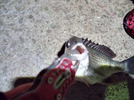 2022/06/17 南港ヘチ釣り釣行