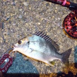 2022/06/18 南港ヘチ釣り釣行