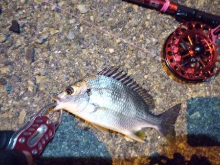 2022/06/18 南港ヘチ釣り釣行