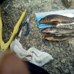 アイナメおったぞ