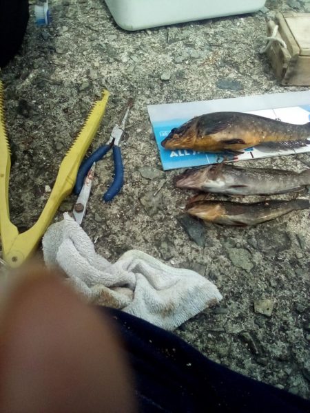 アイナメおったぞ