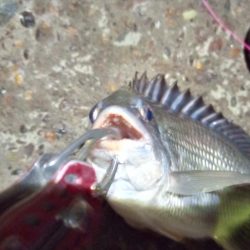 2022/06/22 南港ヘチ釣り釣行