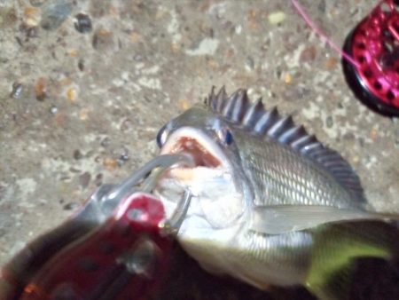 2022/06/22 南港ヘチ釣り釣行