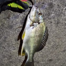 2022/06/23 南港ライトゲーム釣行