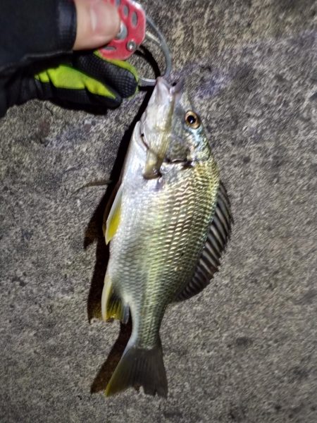 2022/06/23 南港ライトゲーム釣行