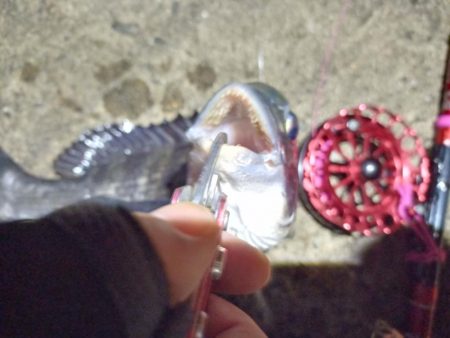 2022/06/25 南港ヘチ釣り釣行