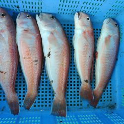 泉州丸　釣果