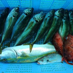 泉州丸　釣果