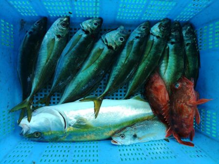 泉州丸　釣果
