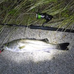 河口域のシーバス