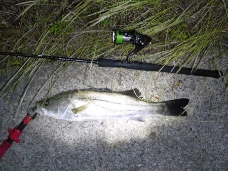 河口域のシーバス