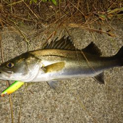 水位の高いコンディションでのカケアガリの攻め