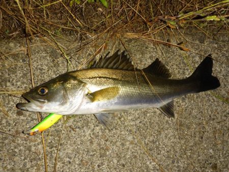 水位の高いコンディションでのカケアガリの攻め