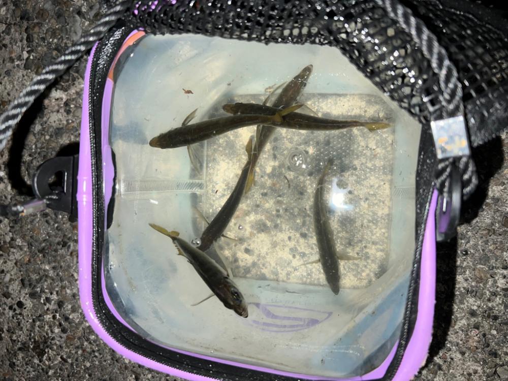 アジ爆釣でした