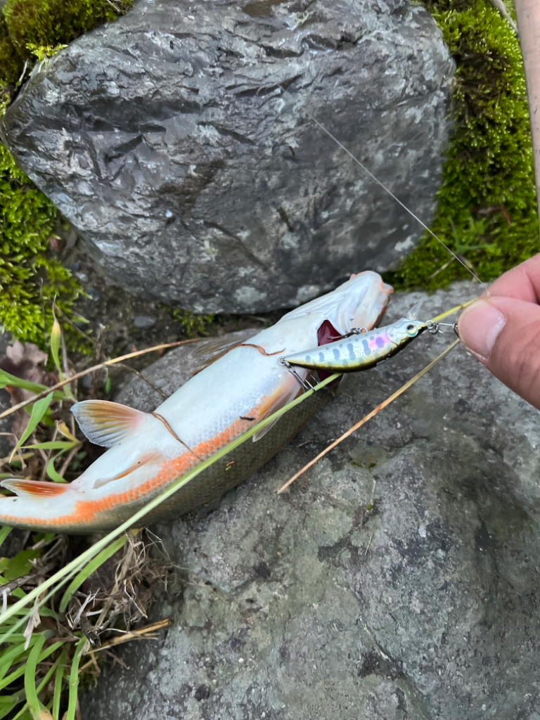 渓流ルアーフィッシング