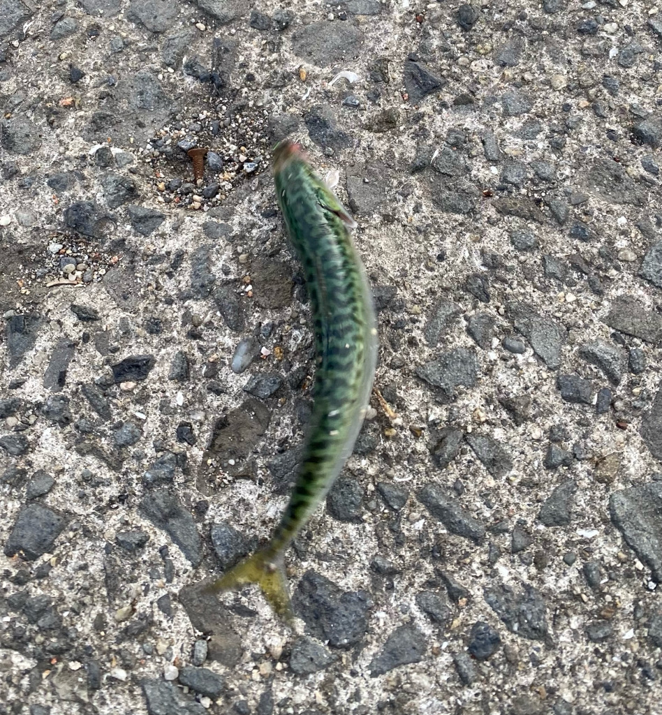 いろんなおさかな