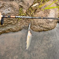 渓流ルアーフィッシング